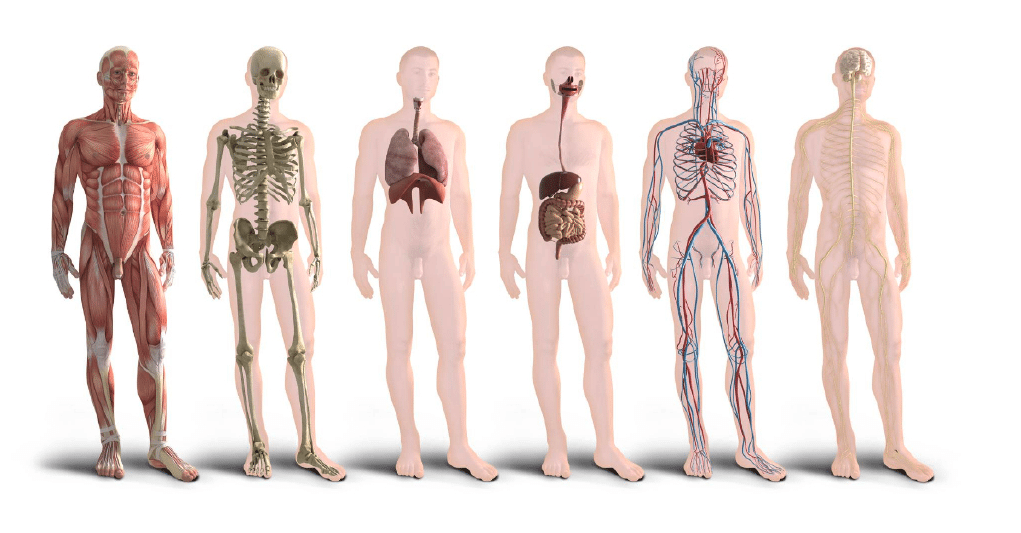 🦴 Cuerpo humano